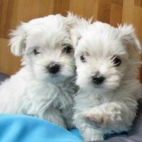 We have at our disposal some radiant Maltese toy puppies
